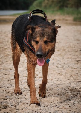 Şirin bir köpeğin portresi.