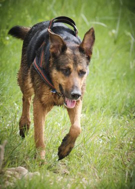 Alman çoban köpeği parkta çimlerin üzerinde koşuyor.