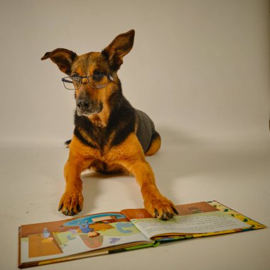 Beyaz tişörtlü köpek ve sarı arka planda gözlük.