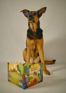 Beyaz arkaplan üzerine kitabı olan gözlüklü sevimli köpek.