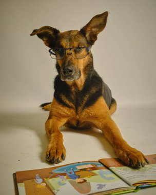 Köpek ve öğrenmek için bir kitap. eğitim kavramı.