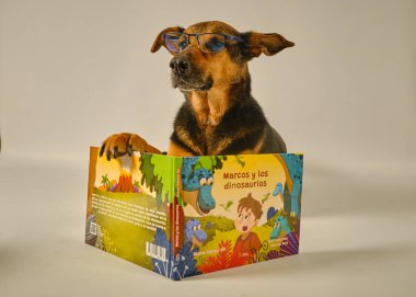 Beyaz arka planda oyuncağı olan tahta bir kutuda şirin bir chihuahua köpeği. Köpek kameraya bakıyor..