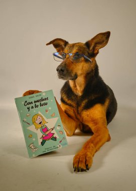 Köpekli şirin bir köpek.