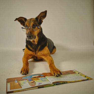 Stüdyoda sevimli bir köpek var..