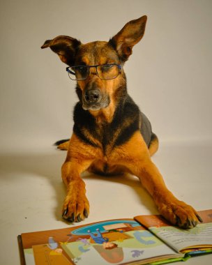 Siyah gözlüklü küçük bir iş köpeği masanın üzerinde uzanıyor ve kameraya bakıyor.