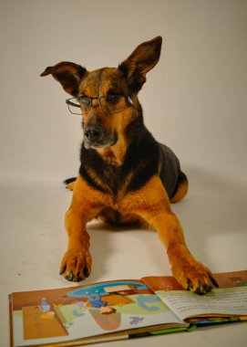 Masada kitap okuyan sevimli köpek.