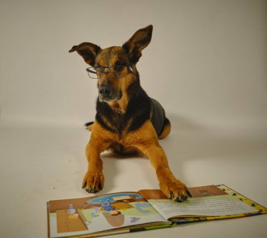 Kitaplı komik köpek..