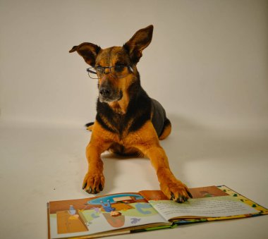 Köpek beyaz arka planda kitap okuyor..