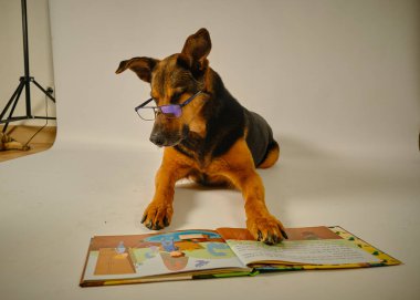 Kitaplı şirin bir köpek yavrusu ve beyaz bir arka planda büyüteç.