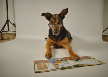 Köpek bir kitap okuyor. Köpek masada oturuyor..