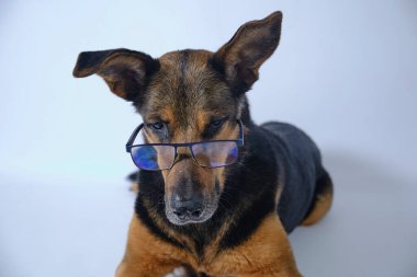 Gözlüklü bir köpek ve beyaz arka planda beyaz gömlekli bir köpek.