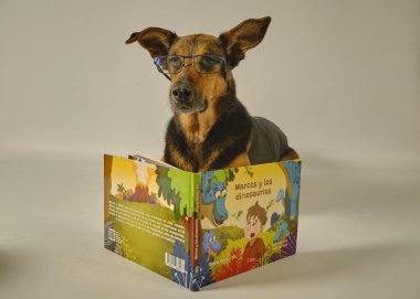 Köpek ve köpek kütüphanesinde kitap okuyorlar.
