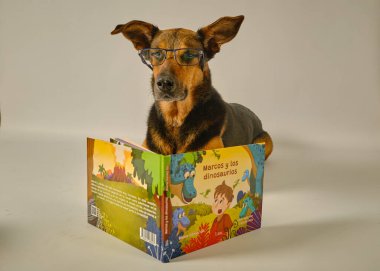Odada kitap okuyan sevimli bir köpek. Evde bir evcil hayvan.