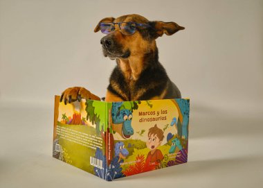 Köpek bir kitap okuyor.