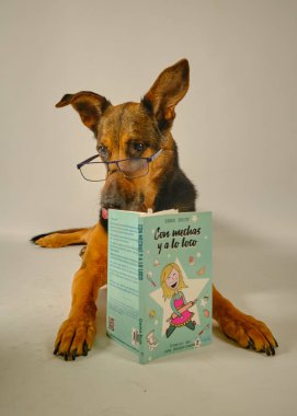 kitap okurken köpek
