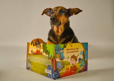 Kitap ve evcil hayvan şeklinde bir köpek.