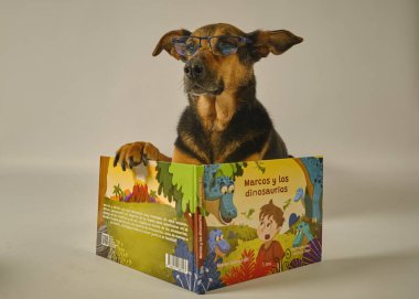 Köpek ve bir kitap.