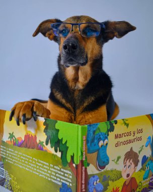 Kitabı ve oyuncağı olan bir köpek.