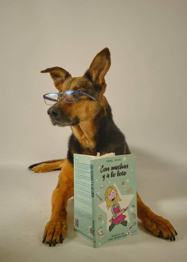 Kitaplı köpek ve köpek