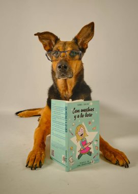 Gözlüklü köpek ve kitap