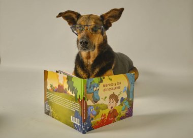 Kitaplı köpek odada.