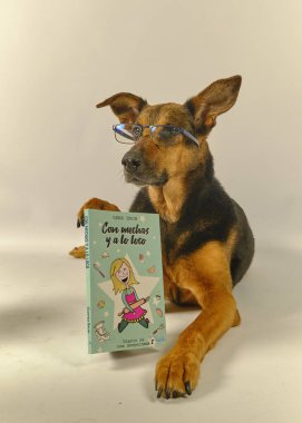Gözlüklü köpek çok komik bir kitap okuyor..