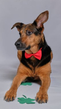 Yeşil kravatlı köpek