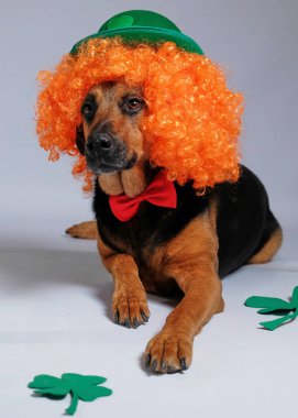 Beyaz arka planda yonca yaprakları olan şapkalı ve papyonlu komik köpek.