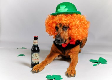 İrlanda şapkalı ve biralı köpek Patrick Günü arka planında