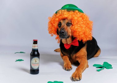 İrlanda Aziz Patricks Günü Bir köpek ve birayla