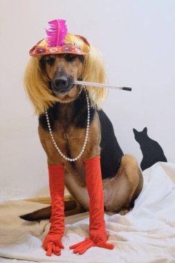 Kırmızı şapkalı köpek ve kırmızı rujlu siyah kravat..