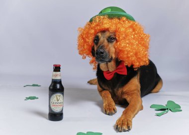Bir bardak biralı köpek.