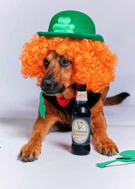 Aziz Patrick gününü kutlayan kostümlü bir köpek.