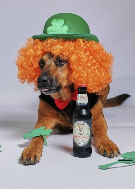 Biralı köpek ve yeşil arka planda Aziz Patrick Günü.