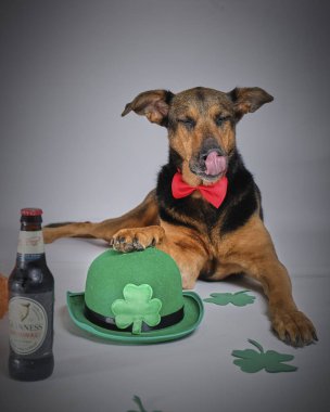 Bir köpekle İrlandalı Aziz Patrick Günü. Patrick 'in kutlama konsepti..