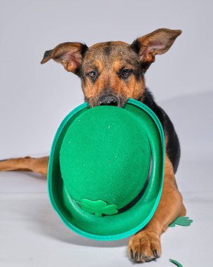 köpek bir kap içinde