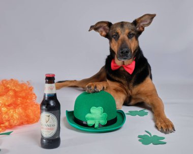 Aziz Patrick Günü konsepti. Köpekli İrlanda birası, bira ve şapka.