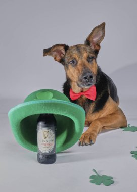 Beyaz arka planda bira olan köpek.