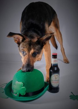 Siyah bir köpek ve bir şişe bira.