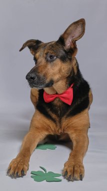 Kırmızı kravatlı bir köpek ve papyonlu ve beyaz arka planda yeşil papyonlu.