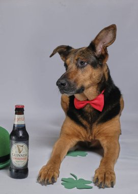 St. Patrick şapkası, yoncası ve birası olan İrlandalı çoban köpeği.