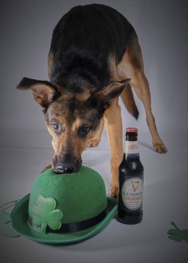 Bira şişesi ve yeşil arka planda oyuncağı olan bir köpek.