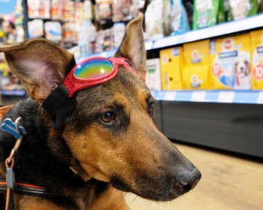 Dükkanda güneş gözlüklü bir köpek.