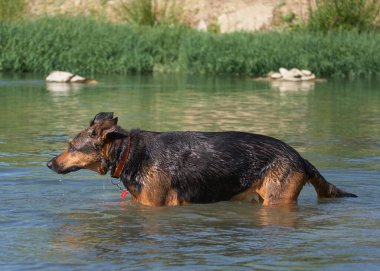 Alman çoban köpeği gölde.