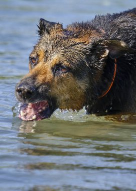 Sudaki köpek, yakın görüş