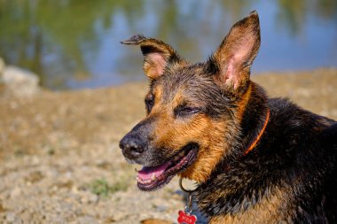 Alman çoban köpeği portresi