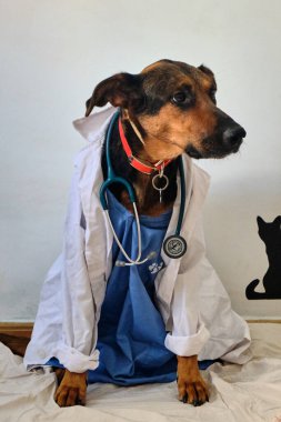 Veteriner kliniğinde kedi ve köpek var.