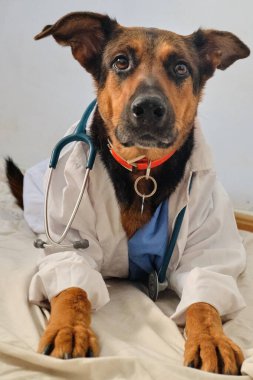 Köpek veteriner Kliniği