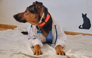 Steteskoplu köpek ve veteriner kliniğinde kedi.
