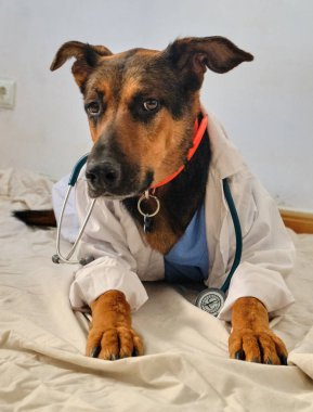 Masasında steteskop olan bir köpeğin portresi.